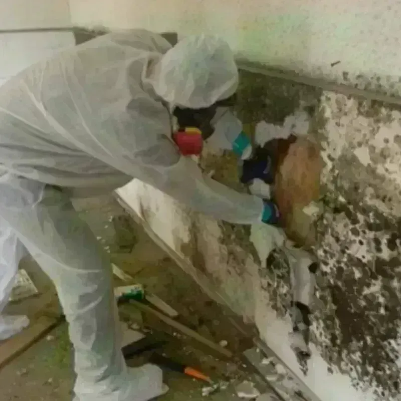 Mold Remediation and Removal in Henry County, AL